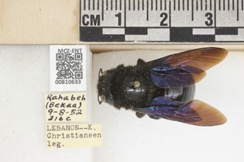 Media type: image;   Entomology 810633 Aspect: labels